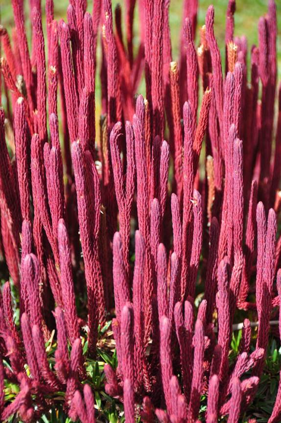 Licopodios, uma planta pré-histórica no Parque Nacional Cajas, na região de Cuenca, no Equador